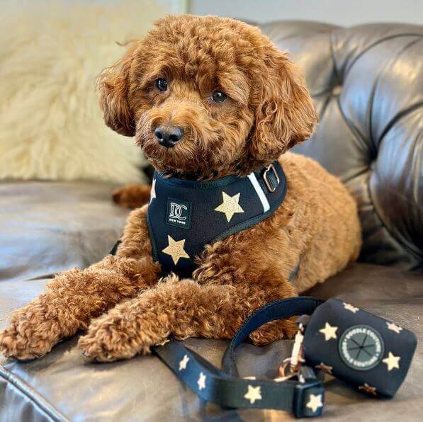 Luxe Step In Harness - NEW Denim @ www.HTAnimalSupply.com Fido ready to unleash his inner explorer? Walks are a vital part of any dog's day, providing much-needed exercise, mental stimulation, and bonding time with their favorite human (that's you!). But