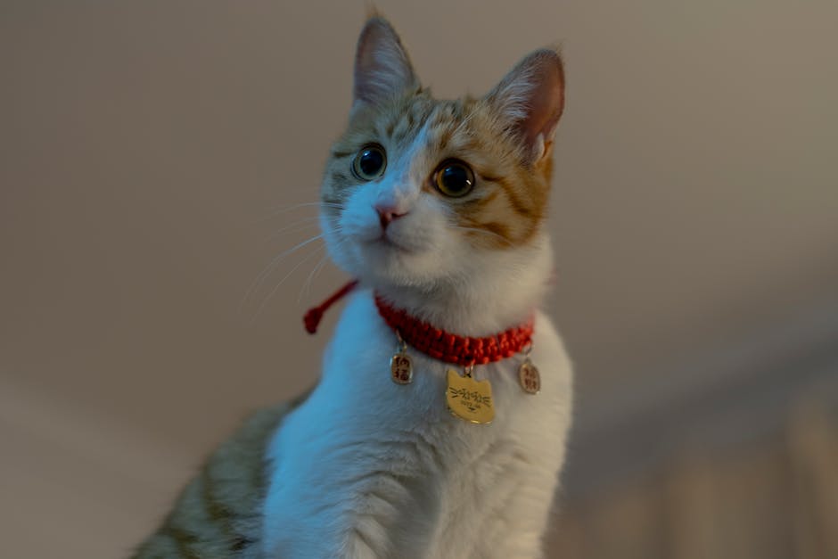 Trendy Cat Collars: What’s on the Market