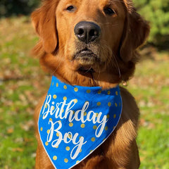 Golden Retriever wearing a blue 'Birthday Boy' bandana from HT Animal Supply's luxury pet accessories collection for trendy pet fashion.