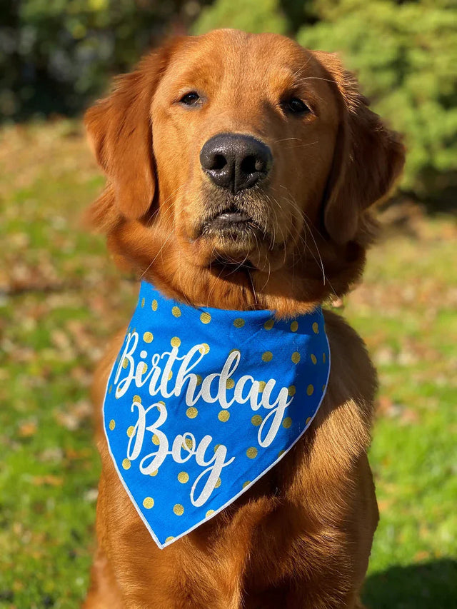 Golden Retriever wearing a blue 'Birthday Boy' bandana from HT Animal Supply's luxury pet accessories collection for trendy pet fashion.