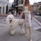 Stylish woman in Beverly Hills walking her poodle with luxury designer dog collar and accessories