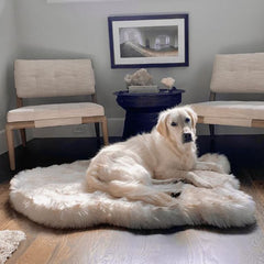 Golden retriever lounging on a luxurious PupRug orthopedic dog bed in a stylish home setting