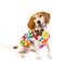 Fashionable beagle wearing a colorful knit sweater from our trendy 2025 pet fashion collection, showcasing high-quality, stylish dog apparel.