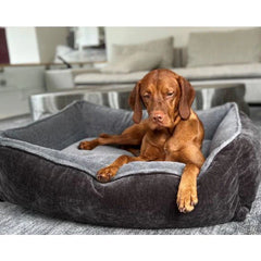 Vizsla dog relaxing in a plush gray lounge bed from HT Animal Supply's premium, eco-friendly pet gear collection.