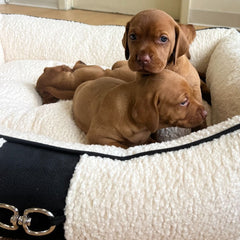 Puppies relaxing in a Scoop Bed from HT Animal Supply, showcasing comfort and luxury pet accessories.