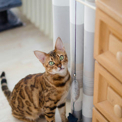 Bengal cat playing with a feather wand toy near a white curtain, showcasing interactive pet toys from HT Animal Supply.