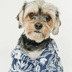 Small dog wearing trendy floral dog shirt from the 2025 pet fashion collection, showcasing luxury pet accessories.