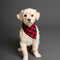 Cute dog in a stylish red and black checkered bandana from HT Animal Supply's dog bandanas collection