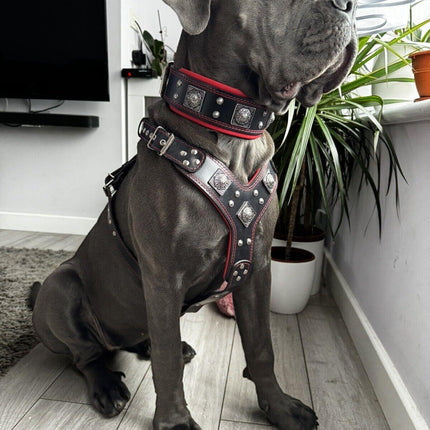 "EROS" BIG dog SET- Harness - collar - lead. Black & Red