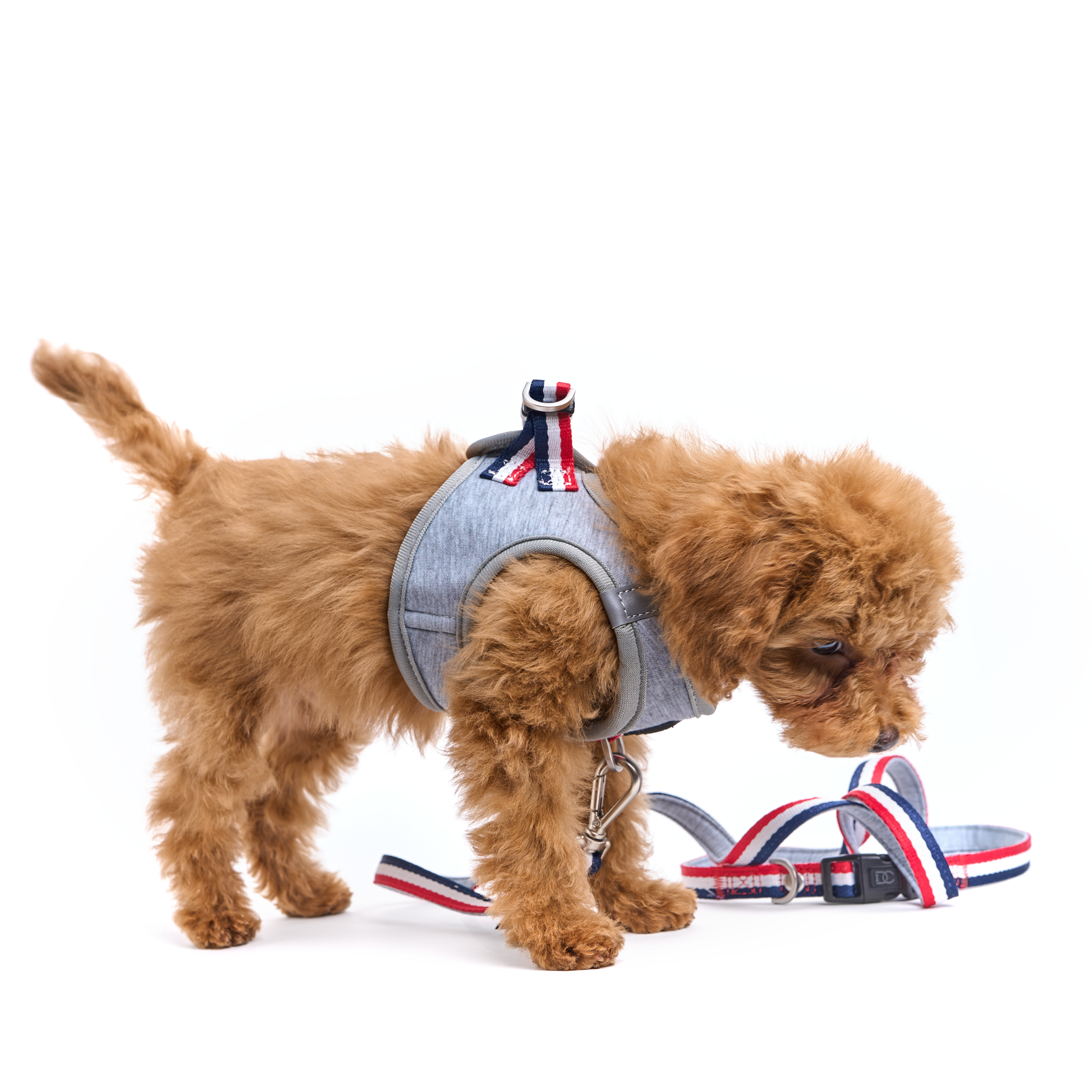 Luxe No-Pull Step-In Dog Harness - Champion