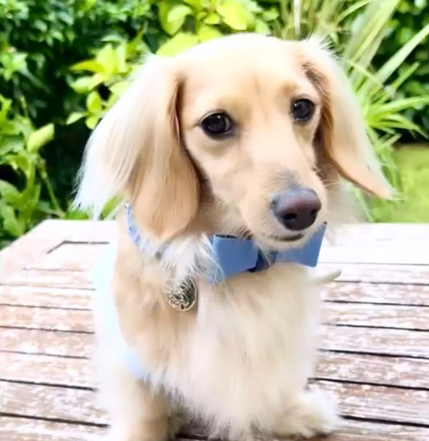 BOW TIE - OCEAN VIBES