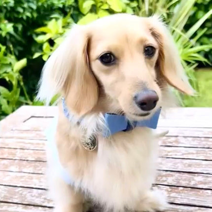 BOW TIE - OCEAN VIBES