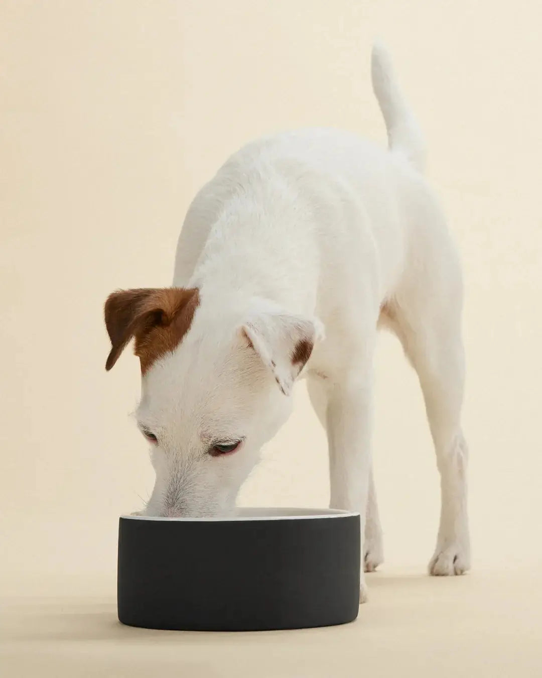 Slow Feed Bowl Black M for Dogs