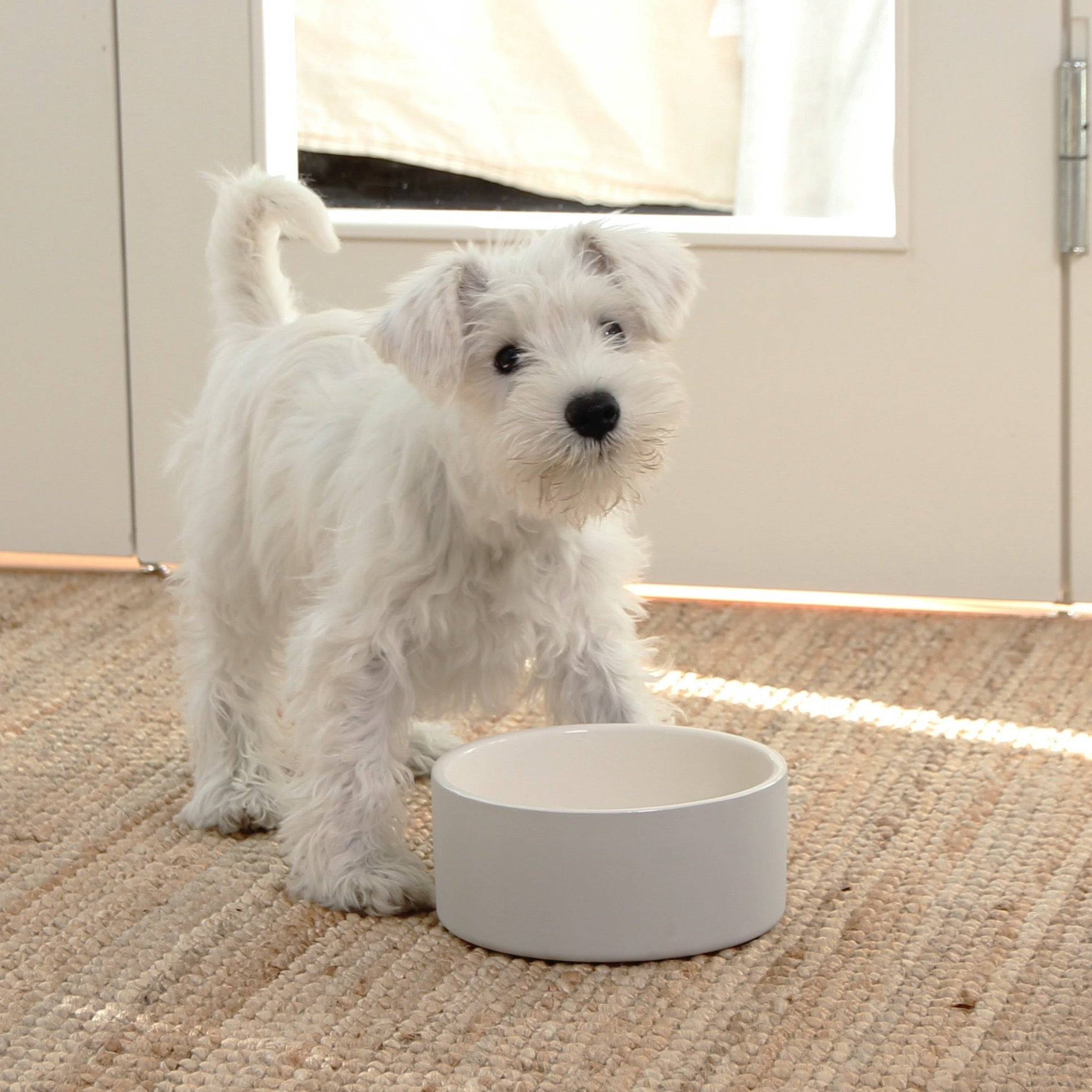 Cool Bowl Concrete M for Dogs