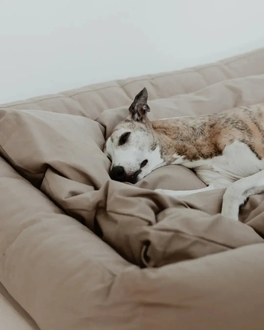 Conscious Bed Taupe for Dogs