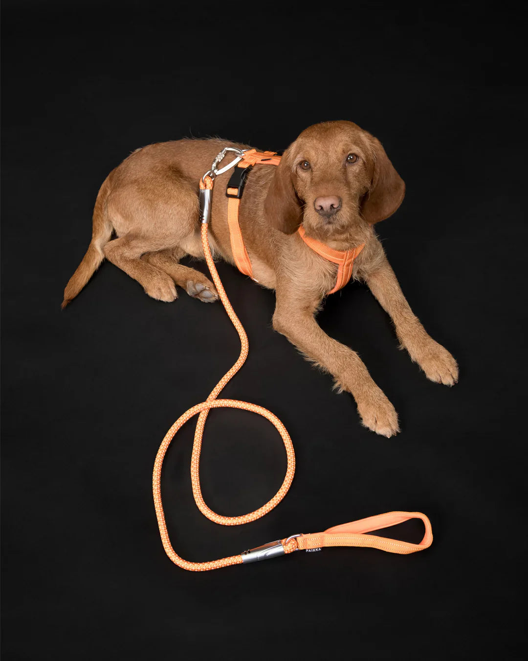 Visibility Rope Leash Orange for Dogs