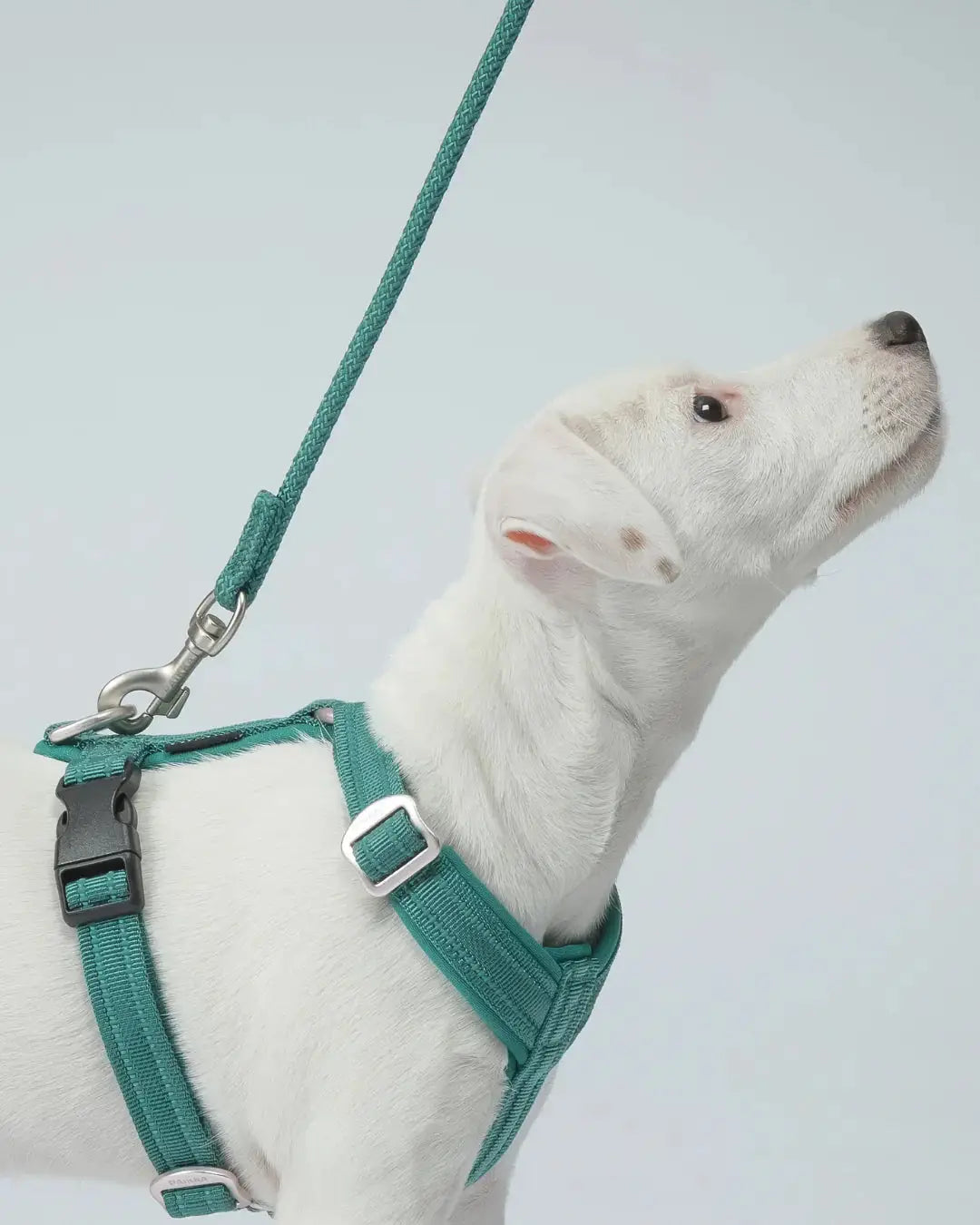 Visibility Rope Leash Emerald for Dogs