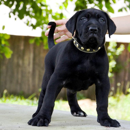 The "Maxi" collar