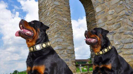 The "Maximus" collar 2.5 inch wide black & gold