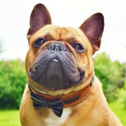 The "Bowtie" collar brown