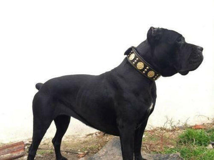 The "Maximus" collar 2.5 inch wide black & gold