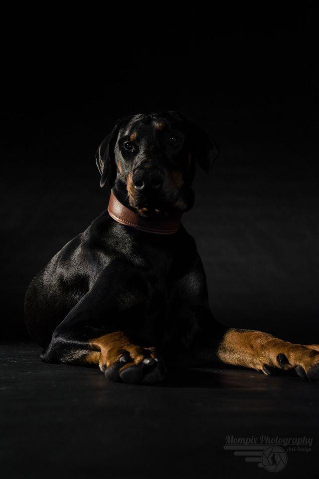 Plain "Style" collar brown