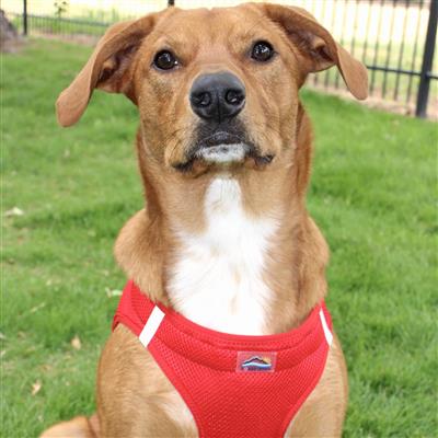 American River Ultra Choke Free Soft Mesh Dog Harness-Red