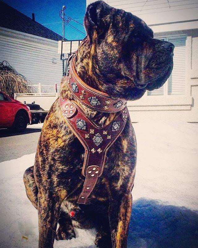 The "Aztec" big dogs harness BROWN