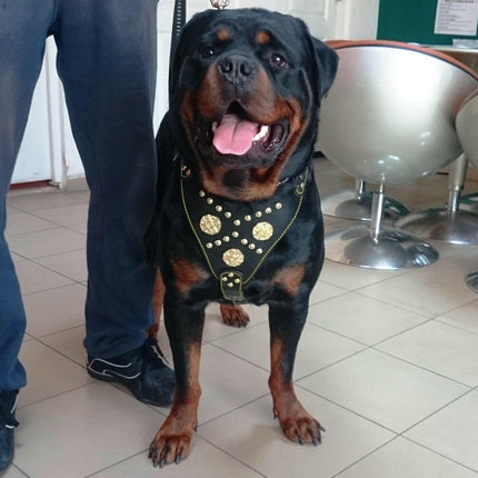 The "Maximus" harness black & gold