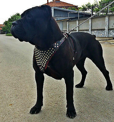 The "Gladiator" harness