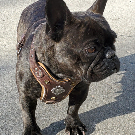 The ''Aztec'' harness Brown Small to Medium Size