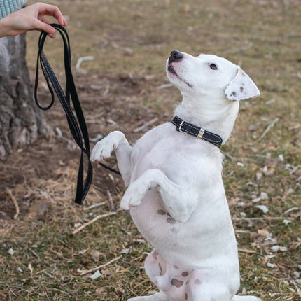 Traditional Black Leather Dog Collar