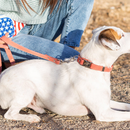 Bestseller Quick-Release Coral Reef Leather Dog Collar with Metal Buckle