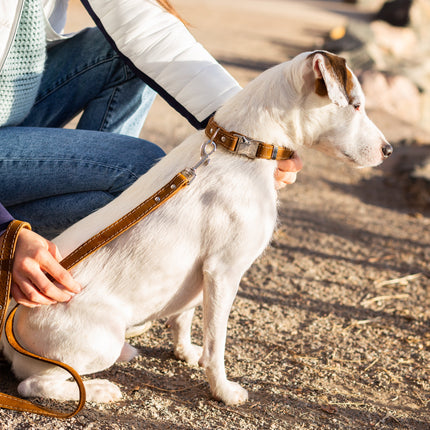 Bestseller Quick-Release Earth Brown Leather Dog Collar with Metal Buckle