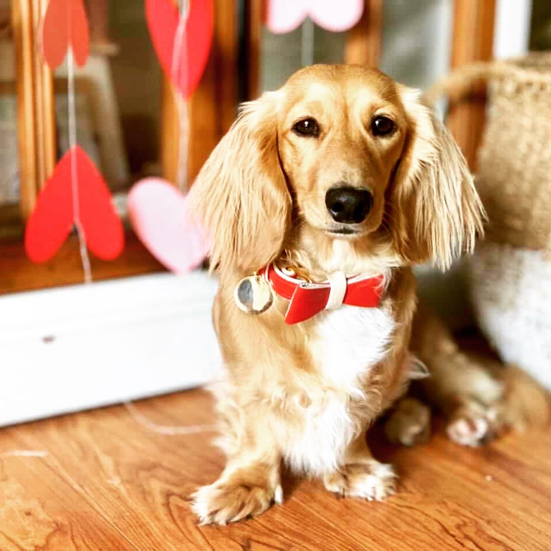 BOW TIE - MELTING HEARTS