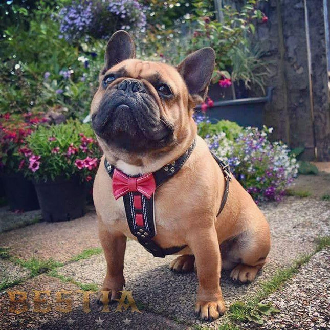 The "Bowtie" leather harness brown Small to Medium Size