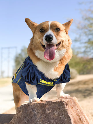 California Golden Bears Dog Jersey