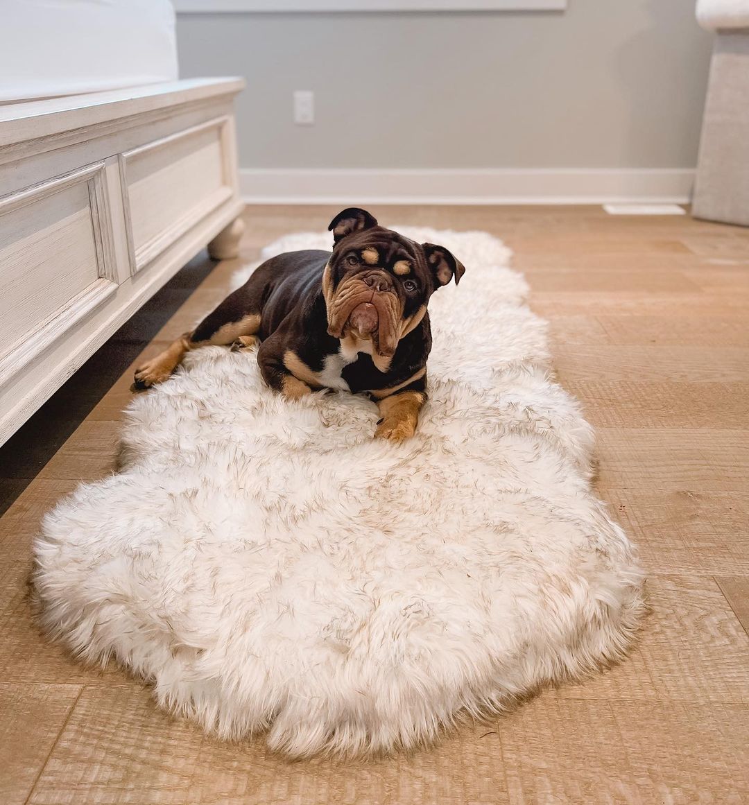 PupRug Runner Faux Fur Memory Foam Dog Bed - Curve White with Brown Accents