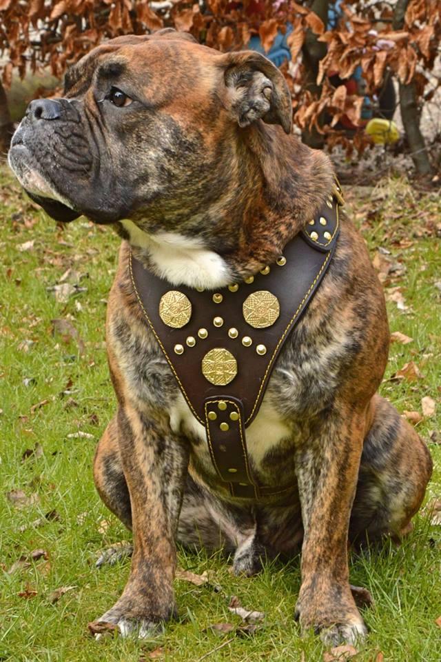 The "Maximus" brown harness