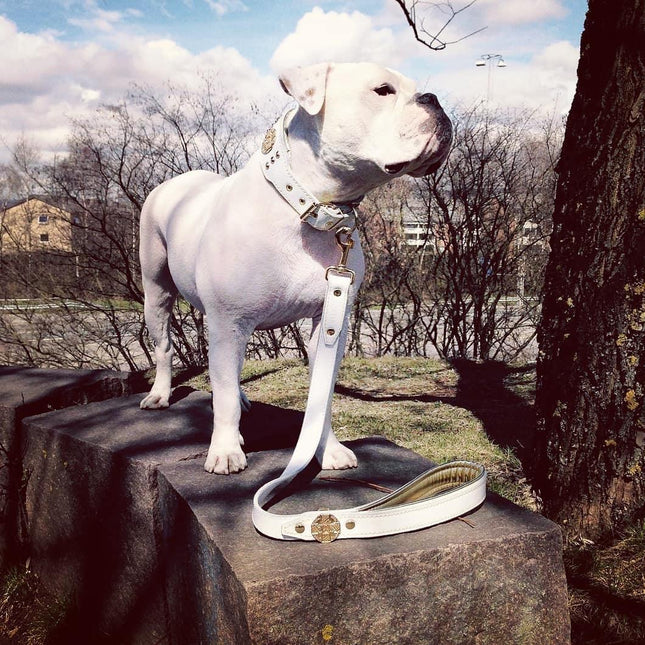 The "Maximus" leash white & gold