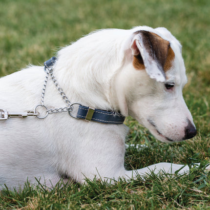 Martingale Blue Jeans Leather Dog Collar