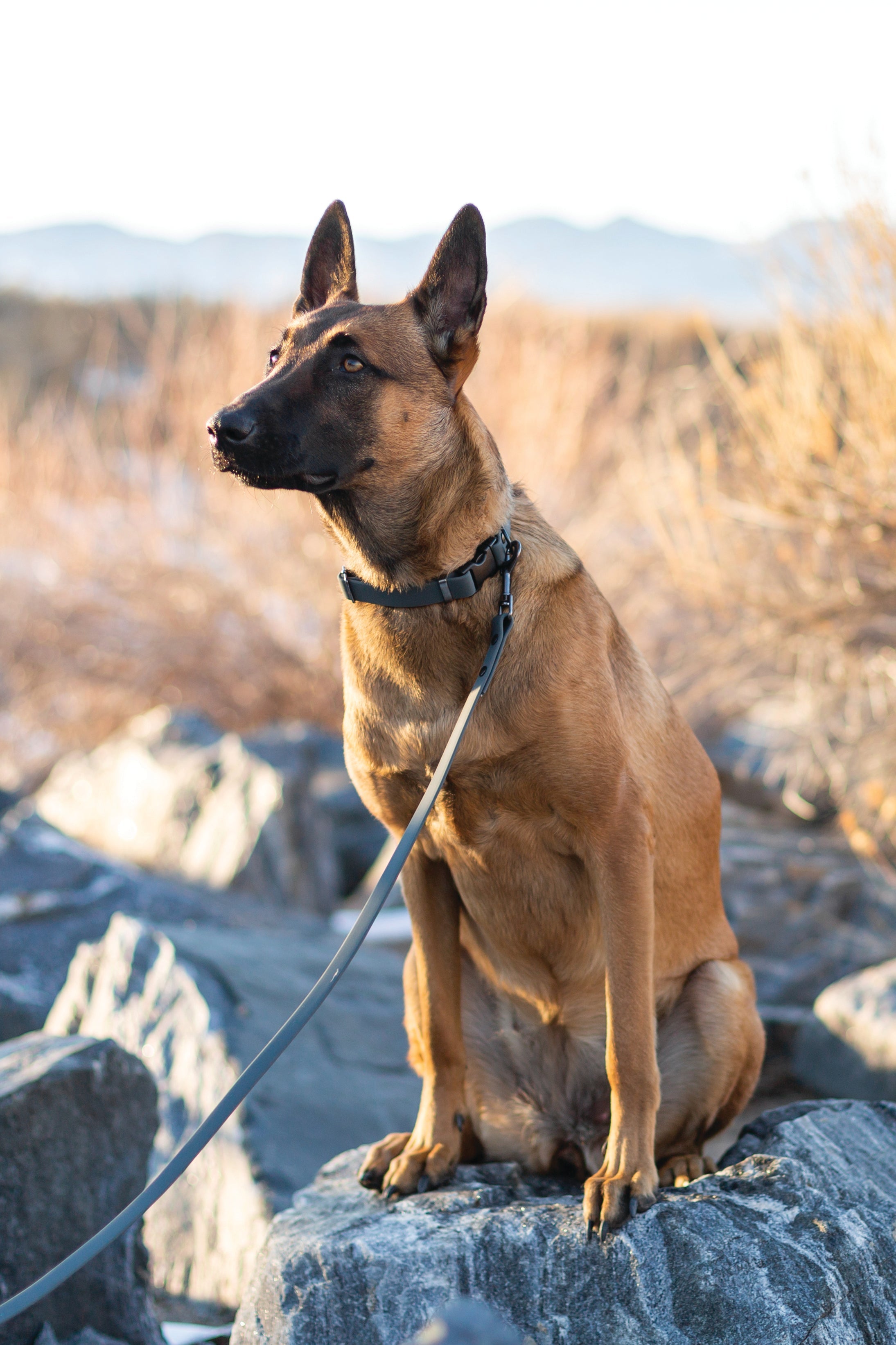 Waterproof Dog Collar