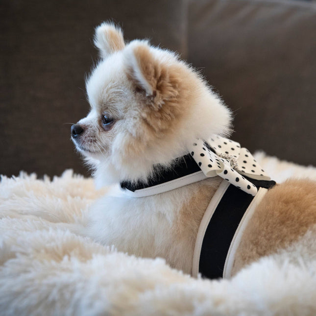 Polka Dot Nouveau Bow Tinkie Harness with White Trim