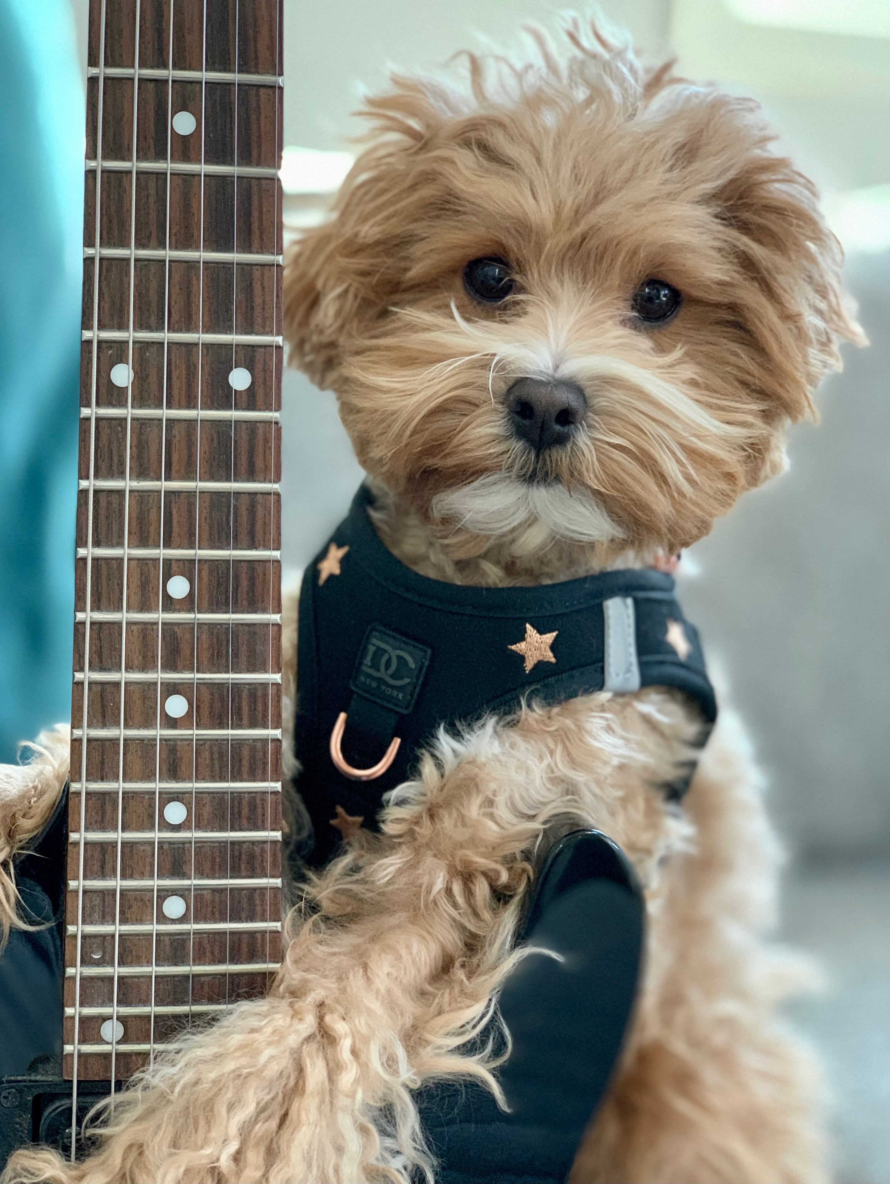 Luxe No Pull Step-In Dog Harness - Embroidered Rockstar