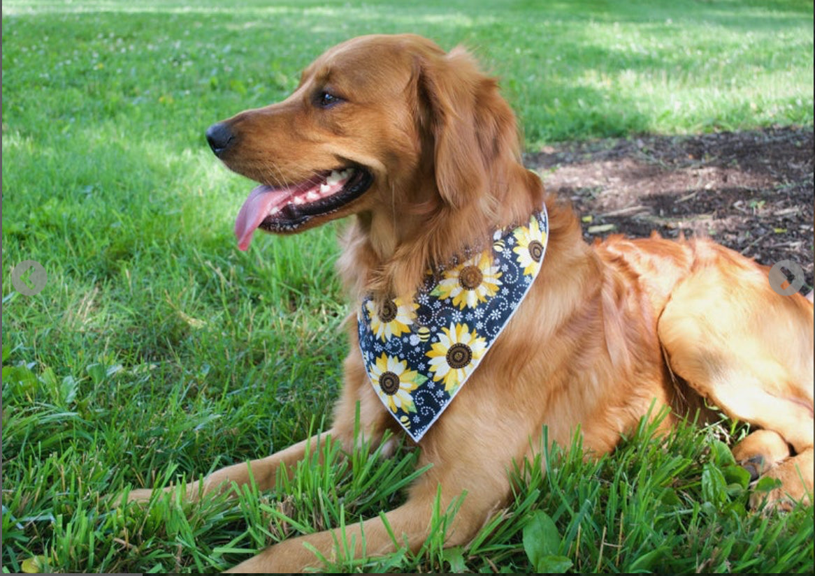 Sunflower on Black Dog Bandana