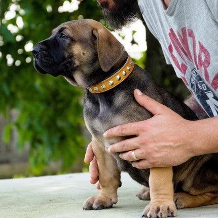 The "Superstar" puppy dog collar