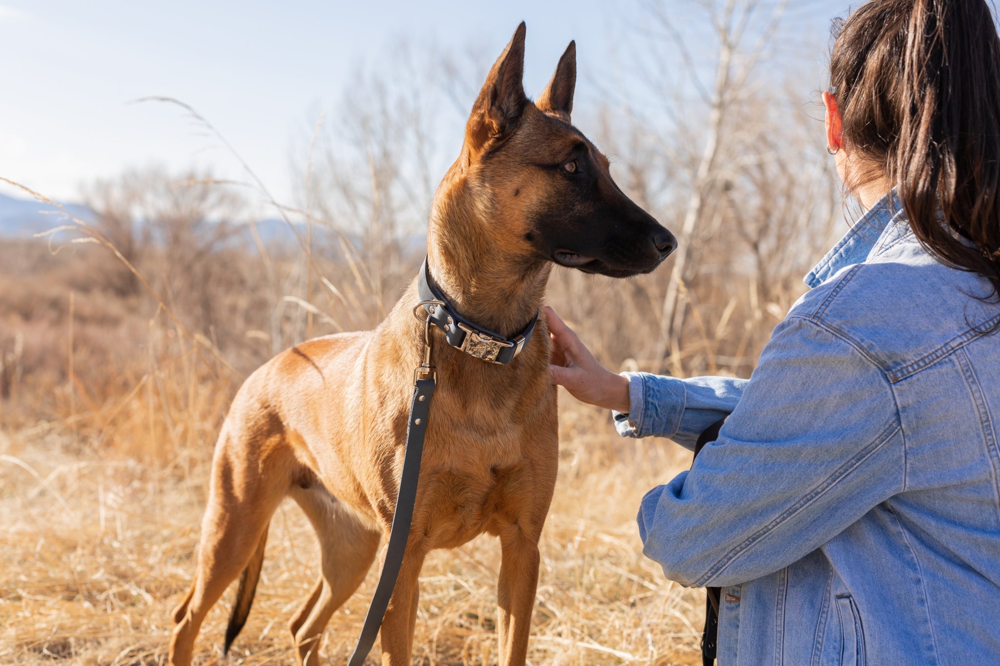 Modern Style Quick-Release Leather Dog Collar