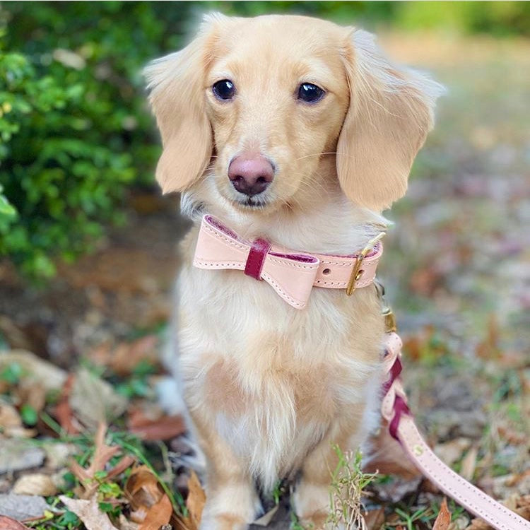 COLLAR - LUSCIOUS BOW