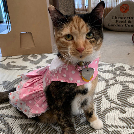 Pink Polka Dot and Lace Dog Dress Set with Leash