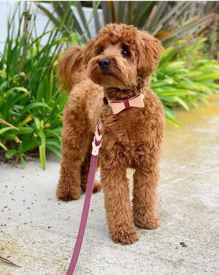 COLLAR - LUSCIOUS BOW